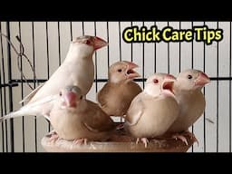 Java sparrow chicks care tips | Java sparrow | Java Bird | Java finch | Birds