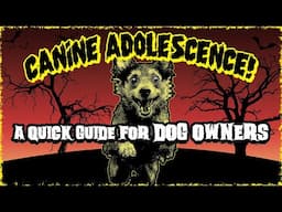 Dog Adolescence: A Quick Guide for Puppy Owners