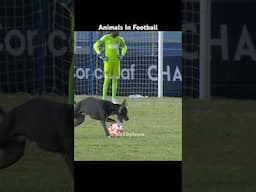 Animals In Football