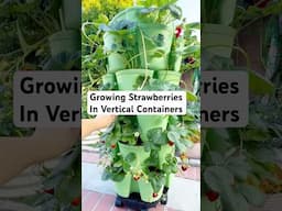 Growing Strawberries in Vertical containers