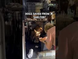 DOGS SAVED FROM GOING TO ☠️ SHELTER