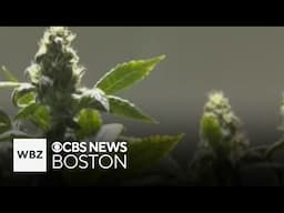 Massachusetts health officials warn consumers of moldy marijuana