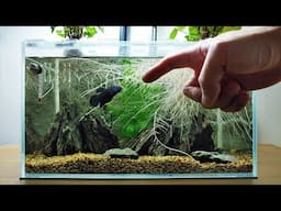 Ep.16 Sweet Potato Betta Tank (Building Kartoffel's Final Home) Super Slow Flow Internal Sump