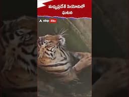 బావిలో పడిన పెద్దపులి.! #Tiger #Well #madhyapradesh #Wildlife #Rescue #Forestofficials #Wildboar