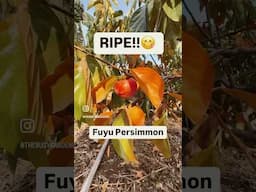 How to Pick the Perfect Ripe FUYU Persimmons Every Time! #fruit #backyardgarden  #growyourownfood