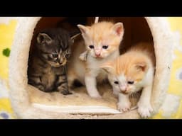 Kitten runs around animals: Dog, cat, rabbit, duck, cow - Cat sounds