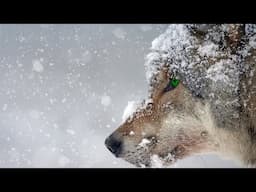 Wolf Spirit - Shamanic arts// Connect with the Spirit of the Wolf - 432 Hz