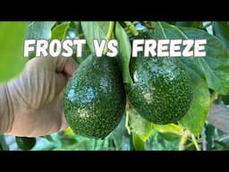 Growing An Avocado Tree - What about Frosts or Freezes?