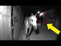 Horse Refuses To Leave Stable, Owner Sees CCTV And Calls 911!