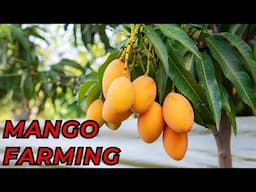 Mango Farming / Mango Cultivation Guide for Beginners