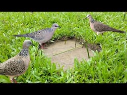 Bird trap with bamboo stick in deep forest