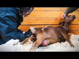 This Baby Is Coming Out Folded in Half 😬 (miniature goat birth)