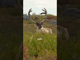 Big Nunavut Caribou Bull In Velvet