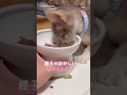 食べている間に… #猫