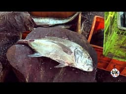 FISH CUTTING | FISH CUTTING SKILLS | FISH CUTTING VIDEOS #kasimedu | UK SONS MARINE