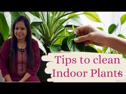 Simple and effective tips to clean Indoor Plants leaves||Tips to get Shiny and Glossy Plants Leaves