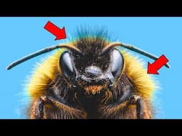 Why Are Bees So Fuzzy?