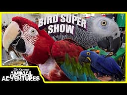 POMONA BIRD SUPER SHOW! 100s of birds and parrots!