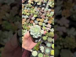 Succulents at The Home Depot Big Box Store #houseplantshopping #plantcommunity