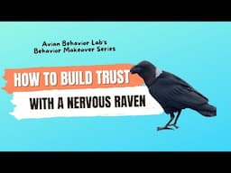 Building trust with a nervous raven - why counter conditioning won't help you