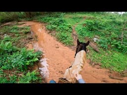 Training The WILD HORSE On The TRAIL! (POV Video)| Taming A Wild Horse [EP25]