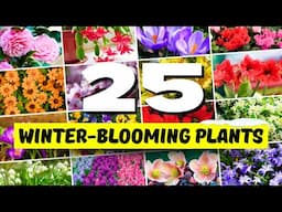 25 Winter-Blooming Plants That Bring Color to Your Garden ─ Flowering Plants for WINTER Interest