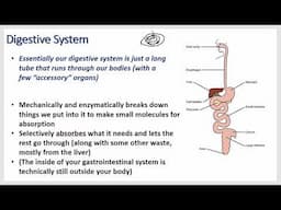 Gastrointestinal Physiology - Neuro Control, Stomach, Parietal, Small Intestine, Cholecystokinin,