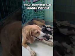 BEAGLE Puppies in Chennai | Indian Champion Lineage | KCI 📞8870542042📞#shorts