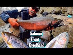 Salmon Trout Steelhead - Grand Slam @ Burt Dam