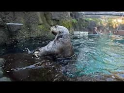 Sea Otters Smash And Eat Oysters