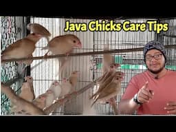 Java sparrow chicks care tips in winter | All Java sparrow | Java Bird | Finch | Winter care | Birds