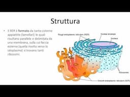 Reticolo endoplasmatico rugoso (RER)