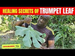 😲TRUMPET LEAF Benefits You’ll Wish You Knew Sooner! 🇯🇲 🇯🇲