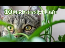 The Best Cat Friendly Plants for Your Home