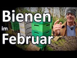 Bienen im Februar, erster Pollen, was tun? Auswinterung, Futterkontrolle, Klopfprobe, Am Flugloch