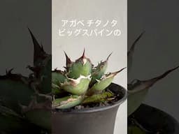 アガベ チタノタ ビッグスパインの  Agave titanota big spine