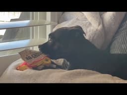 Our Staffy's Adorable Obsession!