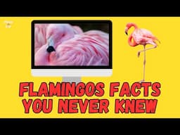 🦩 Flamingo (10 FACTS YOU NEVER KNEW) | Facts About Flamingos 2023 | Pets and Us