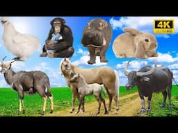 4K Wild Animal Sounds: Chimpanzee, Hippo, Rabbit, Goat, Horse, Buffalo - Relax with Animal Sounds