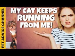 My cat runs from me - how to change it