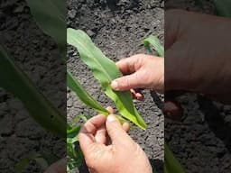 Identifying Fall Armyworm in your crop | Dairy Australia #PestControl #agriculutre #dairyfarming