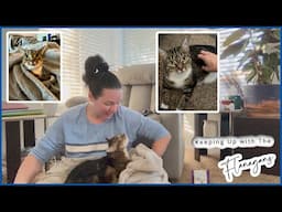 Feline Asthma | Coco's Story & What we are doing! | She says Hi! :)