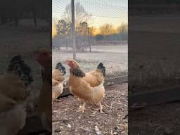 Deep Litter Technique for Chicken Coops