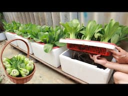 Tips for growing green vegetables that grow well and fast - no need to worry about watering