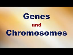 Genes and Chromosomes Short Explanation