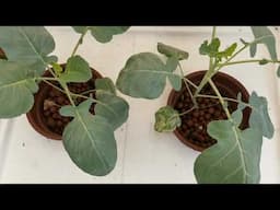 How to grow kratcky hydroponic Vegetables  easy & cheap method