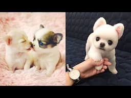 Baby Dogs - Cute and Funny Dog Videos Compilation #63 | Aww Animals