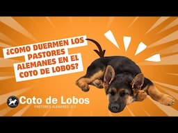 "Descubre en las Instalaciones de Coto de Lobos: Como Duermen los Pastores Alemanes #cotodelobos