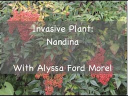 Invasive Plant: Nandina