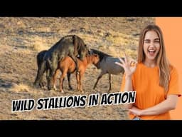 Wild Stallions in Action: Who Will Dominate the Herd?